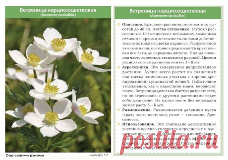 Ветреница нарцисоцветковая
