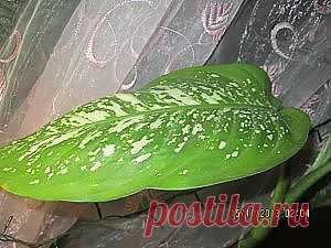 Комнатный цветок диффенбахия – выращиваем с осторожностью | Комнатны | лестницы