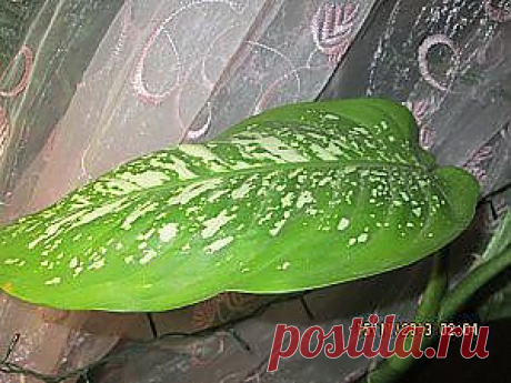 Комнатный цветок диффенбахия – выращиваем с осторожностью | Комнатны | лестницы