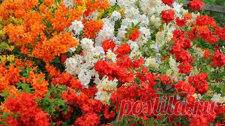 Рододендрон: 100 фото, уход и посадка рододендрона