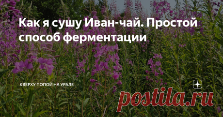 Как я сушу Иван-чай. Простой способ ферментации Когда я почувствовала этот чудесный аромат из банки после ферментации, я навсегда влюбилась в кипрей, который в народе называют Иван-чаем.