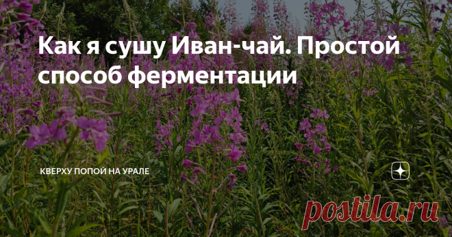 Как я сушу Иван-чай. Простой способ ферментации Когда я почувствовала этот чудесный аромат из банки после ферментации, я навсегда влюбилась в кипрей, который в народе называют Иван-чаем.