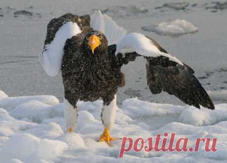Белоплечий орлан. Фотограф Harry Eggens