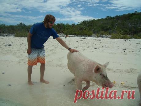 морские свиньи