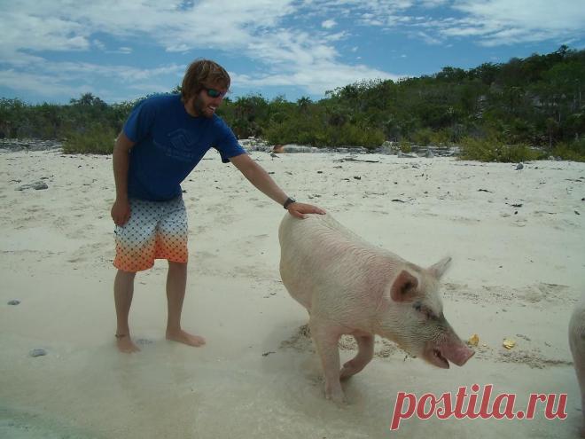 морские свиньи