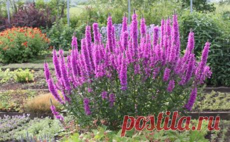 Самые неприхотливые цветы, которые можно сажать без рассады