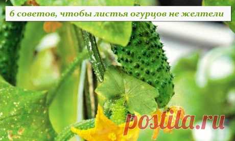 6 советов, чтобы листья огурцов не желтели.