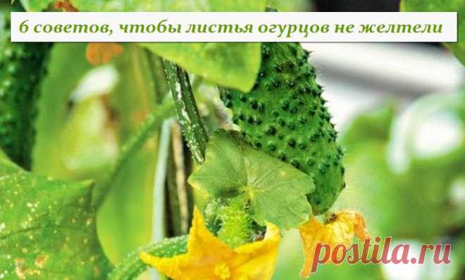 6 советов, чтобы листья огурцов не желтели.