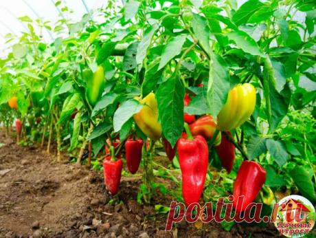 Вот, что я делаю, чтобы получить хороший урожай перца! Попробуйте и вы, не пожалеете! 
 
1. Выращивать перцы нужно только через рассаду и в теплице, только так растения будут крепкие и здоровые. 
 
2. Чтобы рассада развивалась мощной, надо удалять у нее все листья ниже развилки стебля. 
 
3. В возрасте 2 месяцев рассаду нужно пересадить в теплицу. Кустики следует перевалить из стаканчиков вместе с комом земли и обязательно проследить, чтобы корневая шейка не была заглублен...