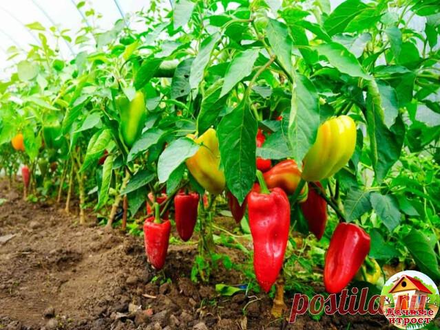 Вот, что я делаю, чтобы получить хороший урожай перца! Попробуйте и вы, не пожалеете! 
 
1. Выращивать перцы нужно только через рассаду и в теплице, только так растения будут крепкие и здоровые. 
 
2. Чтобы рассада развивалась мощной, надо удалять у нее все листья ниже развилки стебля. 
 
3. В возрасте 2 месяцев рассаду нужно пересадить в теплицу. Кустики следует перевалить из стаканчиков вместе с комом земли и обязательно проследить, чтобы корневая шейка не была заглублен...