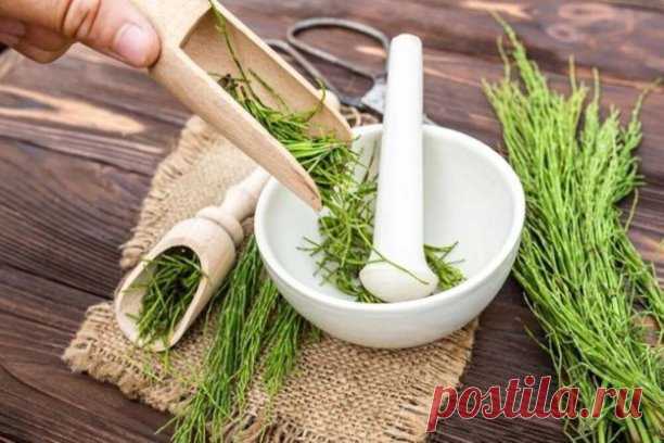 Свойства полевого хвоща: домашние средства