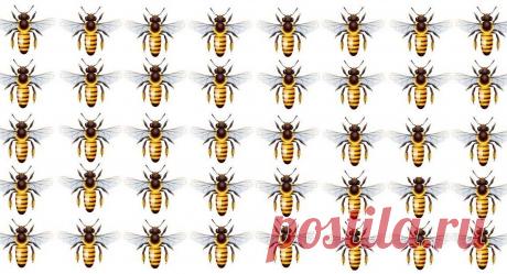 Тест: Найдите одну пчелу на этой картинке, которая отличается от других | Скиталец | Яндекс Дзен