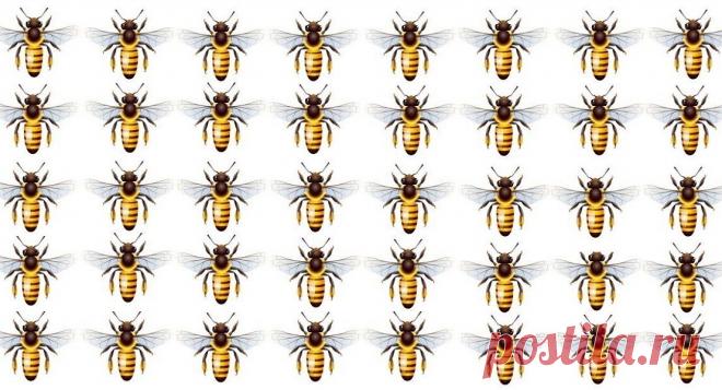 Тест: Найдите одну пчелу на этой картинке, которая отличается от других | Скиталец | Яндекс Дзен