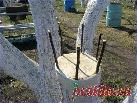 Прививка деревьев за кору