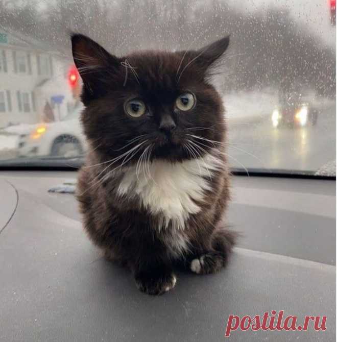 20+ снимков котят, способных растопить сердце даже Волан-де-Морта