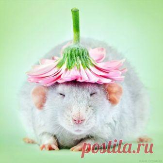 Такими милыми и симпатичными ИХ вы еще не видели...