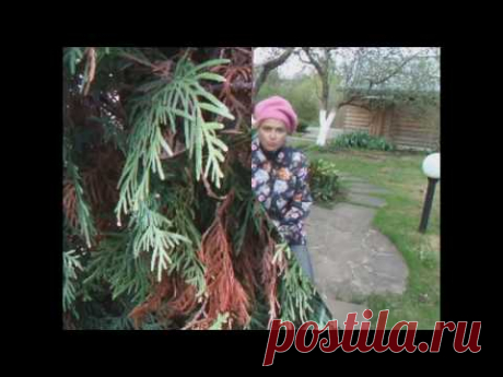 Лечим хвойные растения