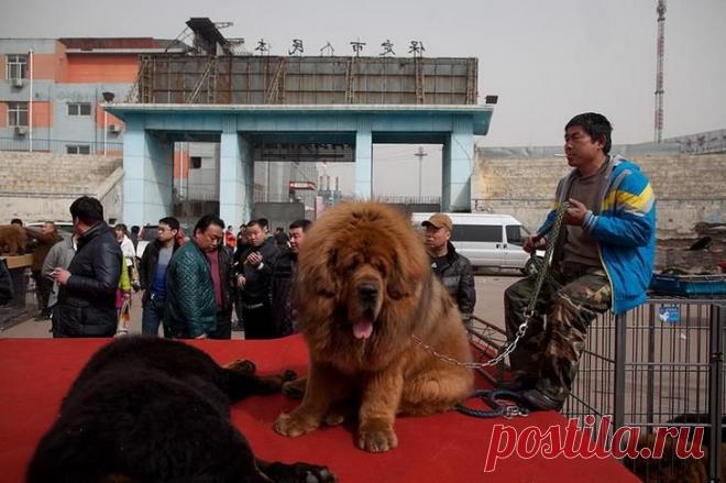 Собака за миллион долларов