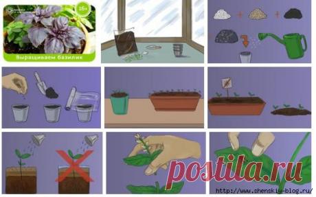 Как вырастить базилик дома: 8 секретов огородника!