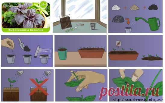 Как вырастить базилик дома: 8 секретов огородника!