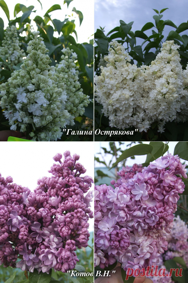 Многоликая махровая сирень