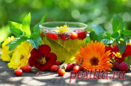 Атеросклероз: лечение народными сборами
Атеросклероз - заболевание сосудистой системы человека, характеризующееся отложениями холестерина на их стенках до тех пор, пока они не закупориваются.