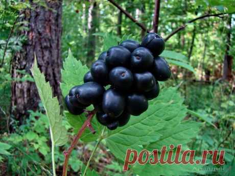 Ядовитые растения: Как их узнать, чтобы избежать неприятностей на отдыхе / Будьте здоровы