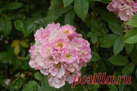 Эппл Блоссом (Apple Blossom) - ПЛЕТИСТЫЕ РОЗЫ - Розы вдохновения - саженцы роз оптом в розарии ст Кущевская Краснодарского края