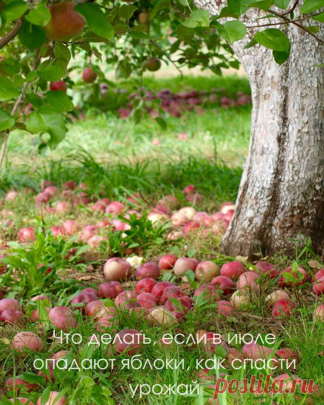 Что делать, если в июле опадают яблоки, как спасти урожай — Домашние заботы
