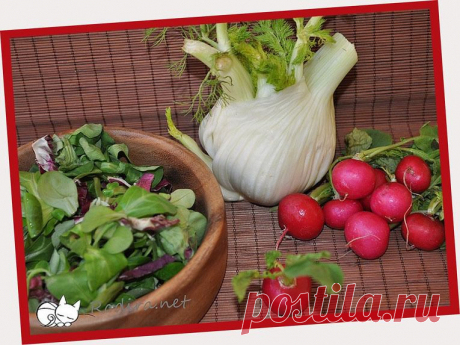 Салат из фенхеля, редиса и апельсина / Овощные салаты / Кукорама — вкусные рецепты!