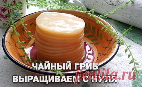 Чайный гриб. Выращиваем с нуля | Сплетница онлайн ЧАЙНЫЙ ГРИБ. ВЫРАЩИВАЕМ С НУЛЯ! В наши дни мода на чайный гриб вновь возвращается. Вырастите чайный гриб самостоятельно с помощью нашей статьи