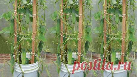 How to grow cucumber in paint bucket easily Thank you for watching my video,Please help subscibes like,share my channel for more new creative video.If you want me to make somthing from recycle or any i...