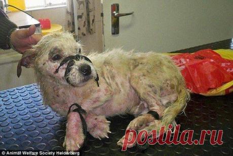 Пакет на рельсах ничего не предвещал, но внутри оказалась она....