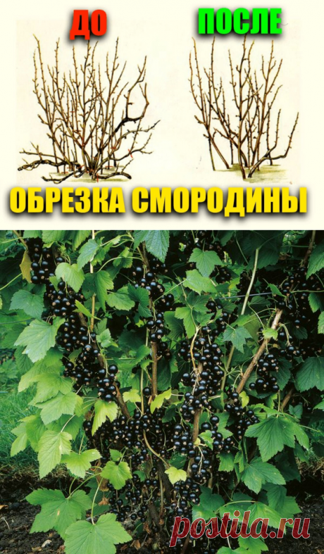 Смородина возраст кустов — Дачное хозяйство
