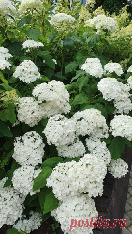 Город в цветах! 🥰 г.Друскининкай, Литва 🌸