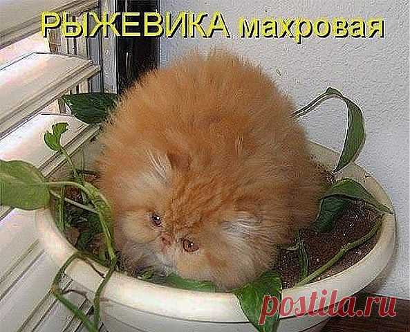 Рыжевика махровая.