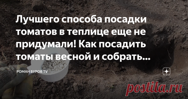 Лучшего способа посадки томатов в теплице еще не придумали! Как посадить томаты весной и собрать богатый урожай летом? Здравствуйте мои дорогие читатели, гости и подписчики моего канала. В этой статье я расскажу вам, как посадить два вида рассады томатов в теплице. Первый вид — это стандартная рассада, и 2 вид — это рассада переросшая. Кроме этого я вам дам несколько полезных рекомендаций, которые помогут вам вырастить хороший урожай помидоров в теплице. Как обычно вначале...