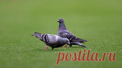 В салон самолёта авиакомпании IndiGo перед вылетом залетел голубь. В социальных сетях появилось видео с голубем, залетевшим в салон самолёта авиакомпании IndiGo. Инцидент произошёл на борту, готовившемся к вылету из Бангалора в Вадодару. Читать далее