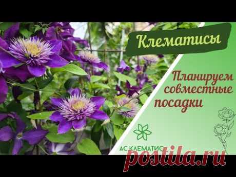 🌸 Клематисы | Планируем совместные посадки 🌸 Часть 1 Группы обрезки.