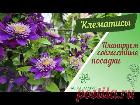 🌸 Клематисы | Планируем совместные посадки 🌸 Часть 1 Группы обрезки.