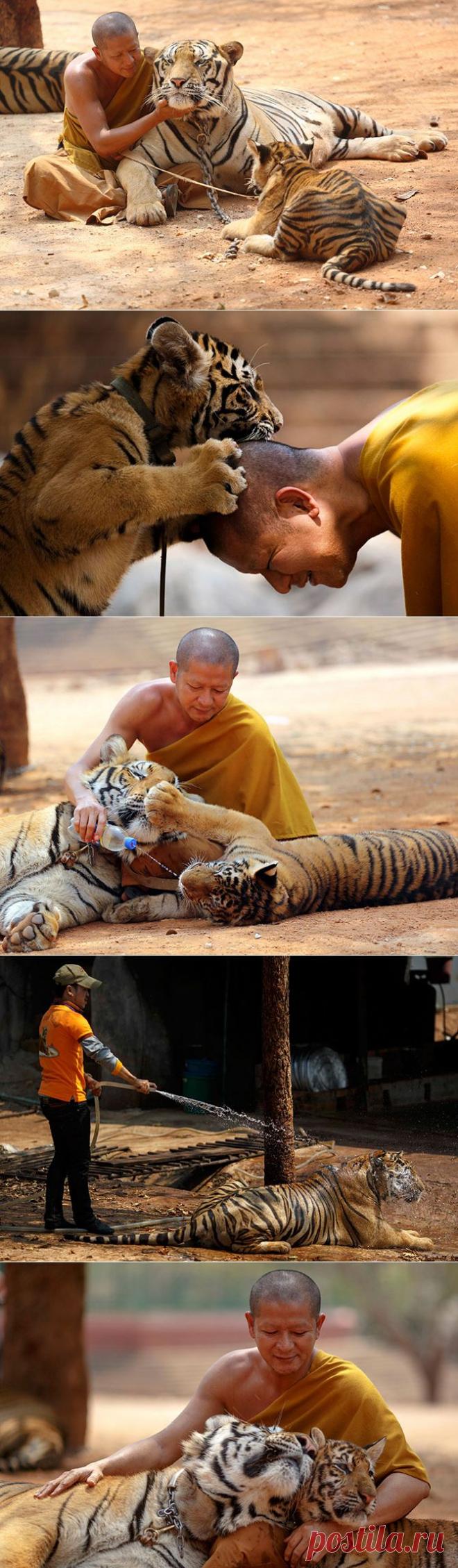 Экскурсия в Храм Тигров в Таиланде