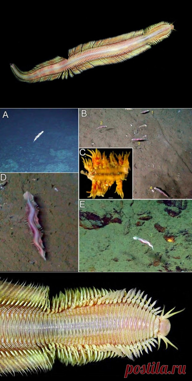2024--В темных глубинах океана нашли жутких существ (фото)