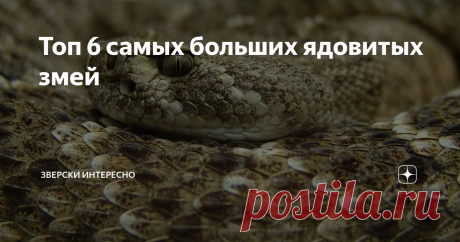 Топ 6 самых больших ядовитых змей Разберем по габаритам ядовитых гигантов змеиного мира. Все ради справедливости, ну и безопасности, конечно.