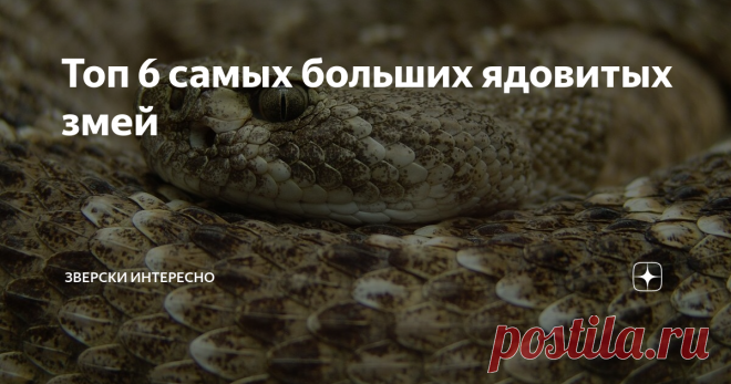 Топ 6 самых больших ядовитых змей Разберем по габаритам ядовитых гигантов змеиного мира. Все ради справедливости, ну и безопасности, конечно.