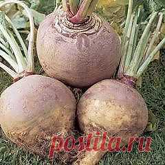 Брюква. Целебные свойства. Рецепты.