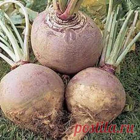 Брюква. Целебные свойства. Рецепты.