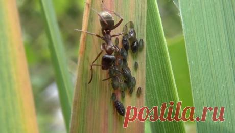 (+1) Верное средство от Тли