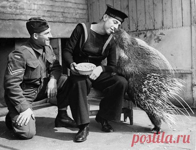 Британские военнослужащие получили бесплатный вход в Лондонский зоопарк, чтобы помочь моральному состоянию. Моряк делит орех с дикобразом. 1940