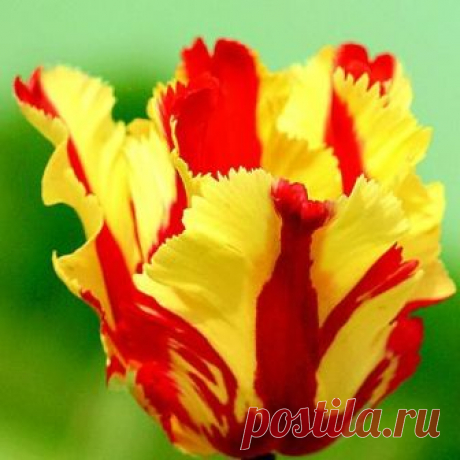 Тюльпан Флеминг Пэррот фото, описание, распространение