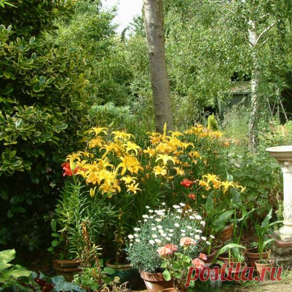 Когда выкапывать лилии для зимовки: чем и как укрыть лилии на зиму